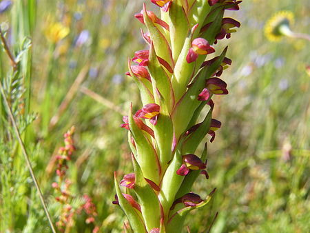 Disa bracteata