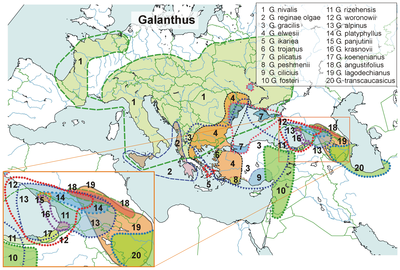 Distribution map of Galanthus species in Europe and Western Asia. (An attempt at a representation according to the natural place indicated in the respective Wikipedia pages (en, de, ru, fr) Distribution of the galanthus species.png