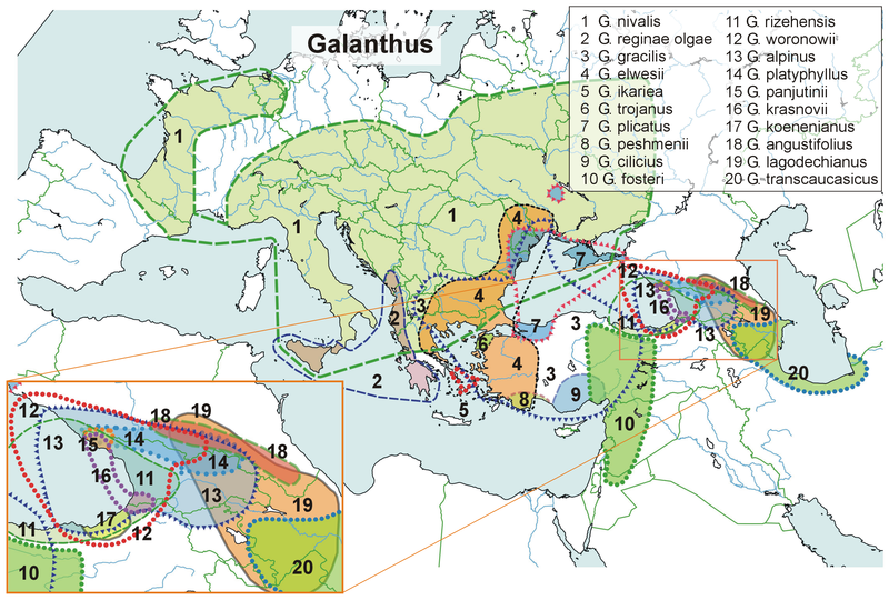 File:Distribution of the galanthus species.png