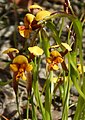 Diuris palustris