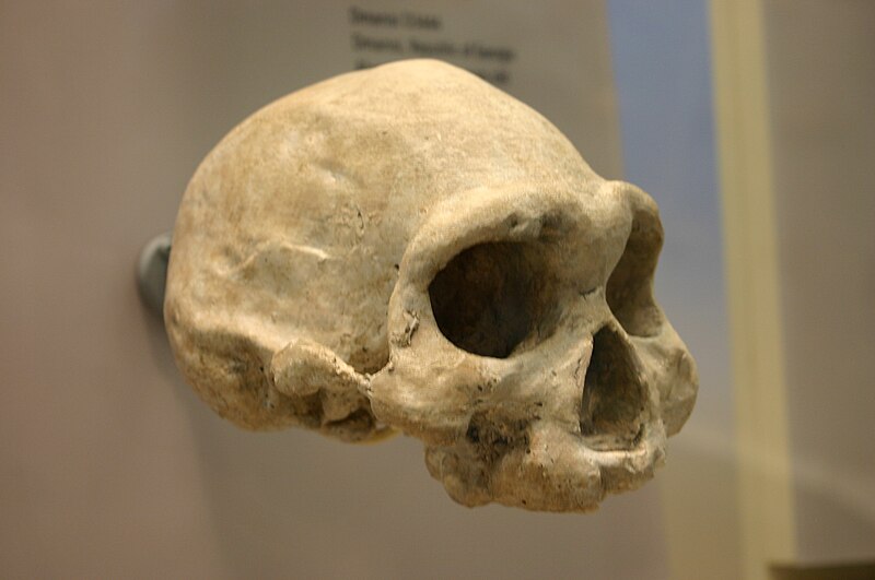 File:Dmanisi-D3444. Homo erectus or Homo georgicus.jpg