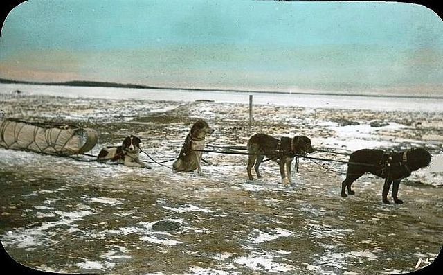 Dog team and sled, Ile-à-la-Crosse, SK, about 1910