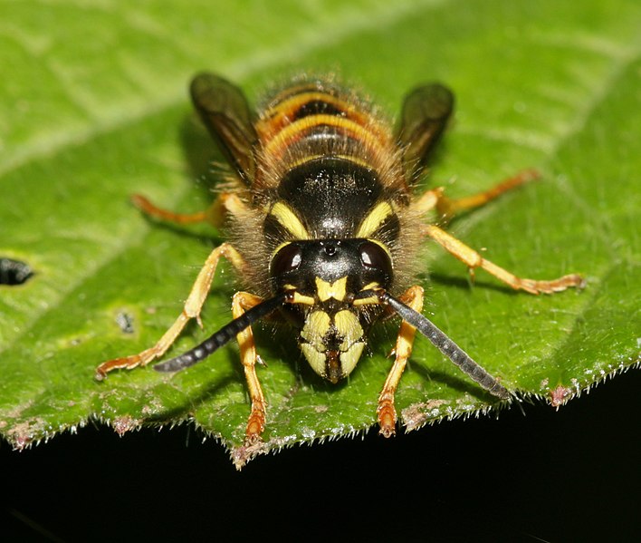 File:Dolichovespula norwegica 65441708.jpg