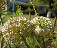 Leek, the eponymous host plant of the leek moth Double Leek Flower Head 2400px.jpg