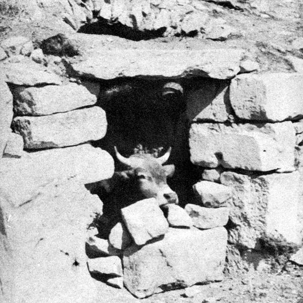 File:Dougga vache capitole.jpg