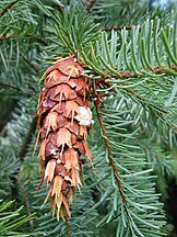Coast Douglas-fir, Oregon's state tree