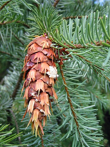 File:DouglasFir 7491t.jpg