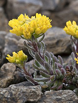 Draba aureola (Mt. 
 Læssene Draba) (5992046186). 
 jpg