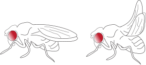 Drosophila Melanogaster