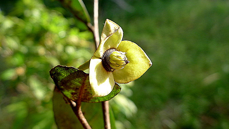 File:Duguetia moricandiana Mart. (8067991997).jpg