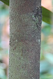 Durio graveolens trunk Durio graveolens Suluy Z 0zz.jpg