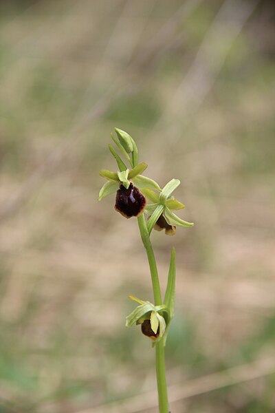 File:Early Spider Orchid - Ophrys sphegodes - panoramio (11).jpg