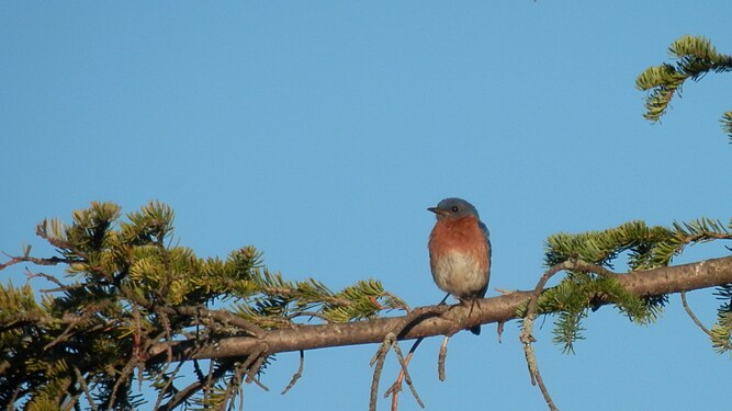 Eastern Bluebird (Sialia sialis)