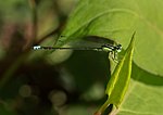 Thumbnail for Eastern forktail