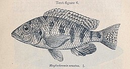 Eclectochromis ornatus