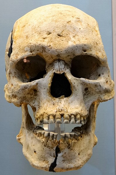 File:Egyptian skull in the British Museum (2).jpg