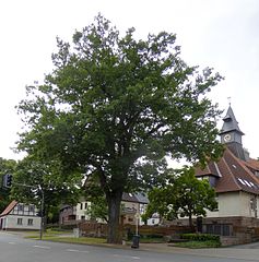 Dąb w Sievershausen