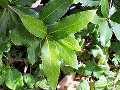 Leaves of the endemic Nightcap oak