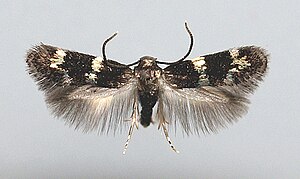 Elachista gleichenella.jpg