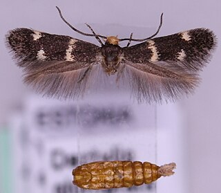 <i>Elachista luticomella</i> Species of moth