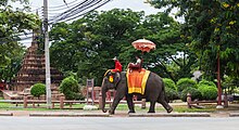 Những chú voi, Ayutthaya, Thái Lan, 2013-08-23, DD 02.jpg
