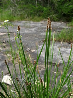 <i>Eleocharis bifida</i> Species of grass-like plant