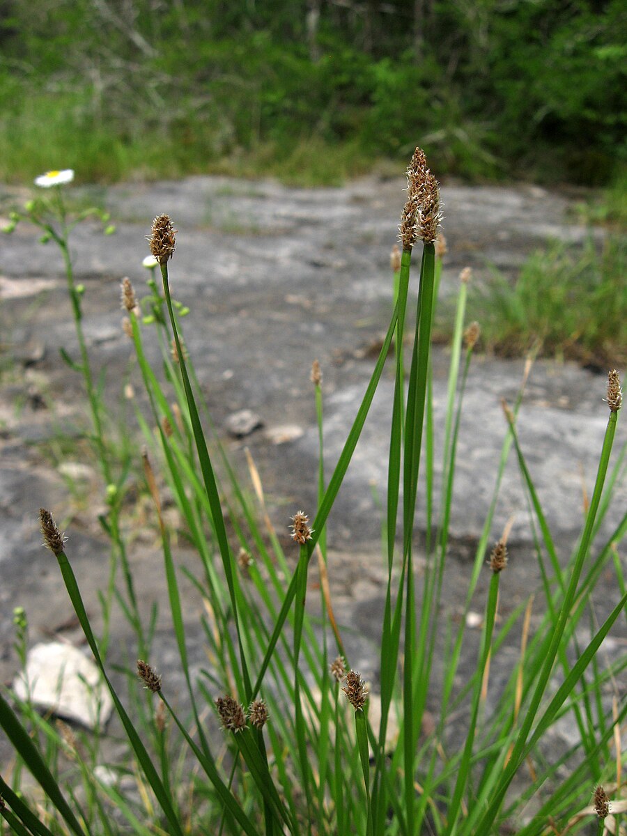 Eleocharis bifida