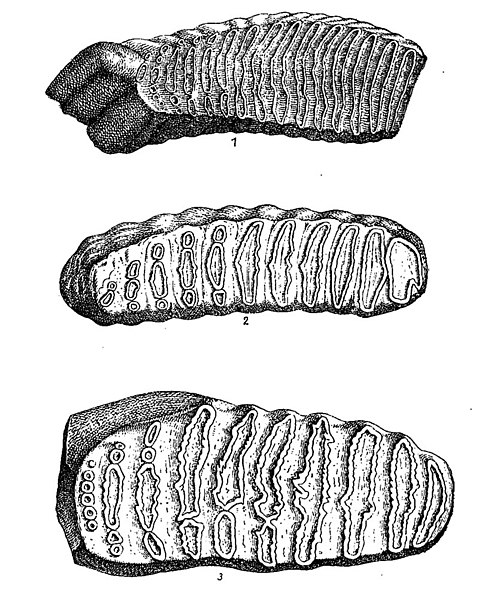 File:Elephantidae molars.jpg