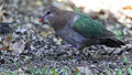 Emerald dove 1 (23381111512).jpg