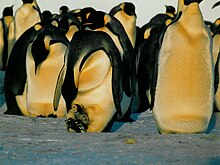 King penguin - Wikipedia