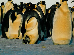 Aptenodytes Forsteri: Taxonomía y etimología, Descripción, Ecología