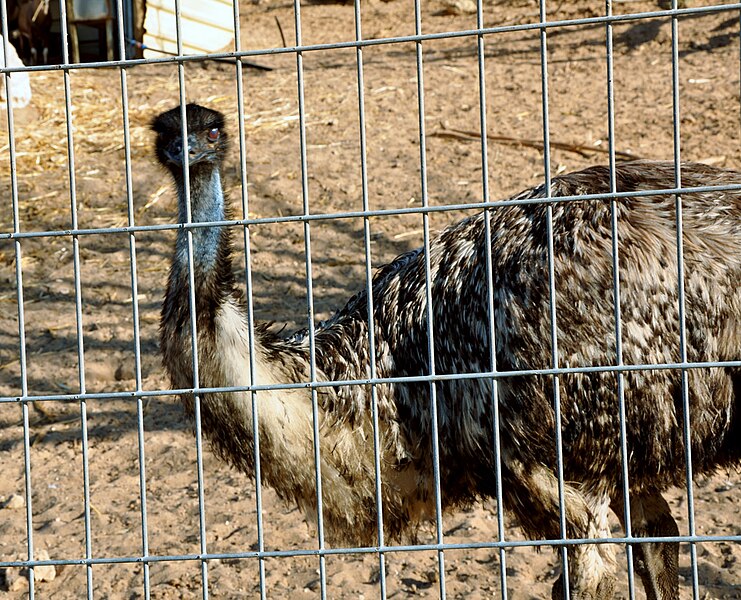 File:Emu in Ashdod - panoramio.jpg