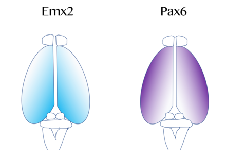 Depicted in blue, Emx2 is highly expressed at the caudomedial pole and dissipates outward. Pax6 expression is represented in purple and is highly expressed at the rostral lateral pole. (Adapted from Sanes, D., Reh, T., & Harris, W. (2012). Development of the Nervous System (3rd ed.). Burlington: Elsevier Science)
