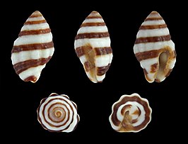 Engina trifasciata