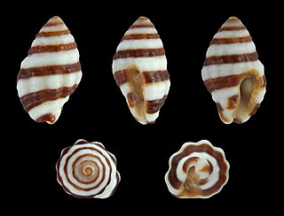 <i>Engina trifasciata</i> species of mollusc