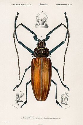 Ilustração de E. armillatus e de algumas de suas estruturas corporais; retirada do livro Dictionnaire Universel D'histoire Naturelle, por Charles Dessalines d'Orbigny (1849) - Coléoptères. PL. 11.[1]