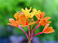 Epidendrum fulgens