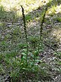 Epipactis helleborine France - Dordogne Trélissac