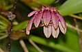 Bulbophyllum trigonopus