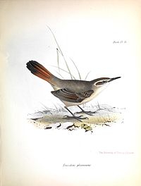 Eremobius phoenicurus - Gould.jpg