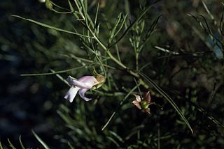 <i>Eremophila linsmithii</i> Species of flowering plant