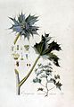 Eryngium maritimum — Flora Batava — Volume v2.jpg