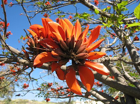 Erythrina Caffra flower.JPG