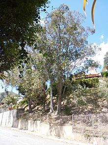 Eucalyptus camaldulensis o eucalipto rojo