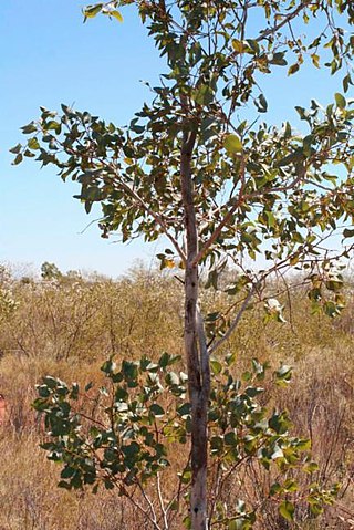<i>Eucalyptus pantoleuca</i> Species of eucalyptus