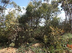 Eucalyptus varia habit.jpg