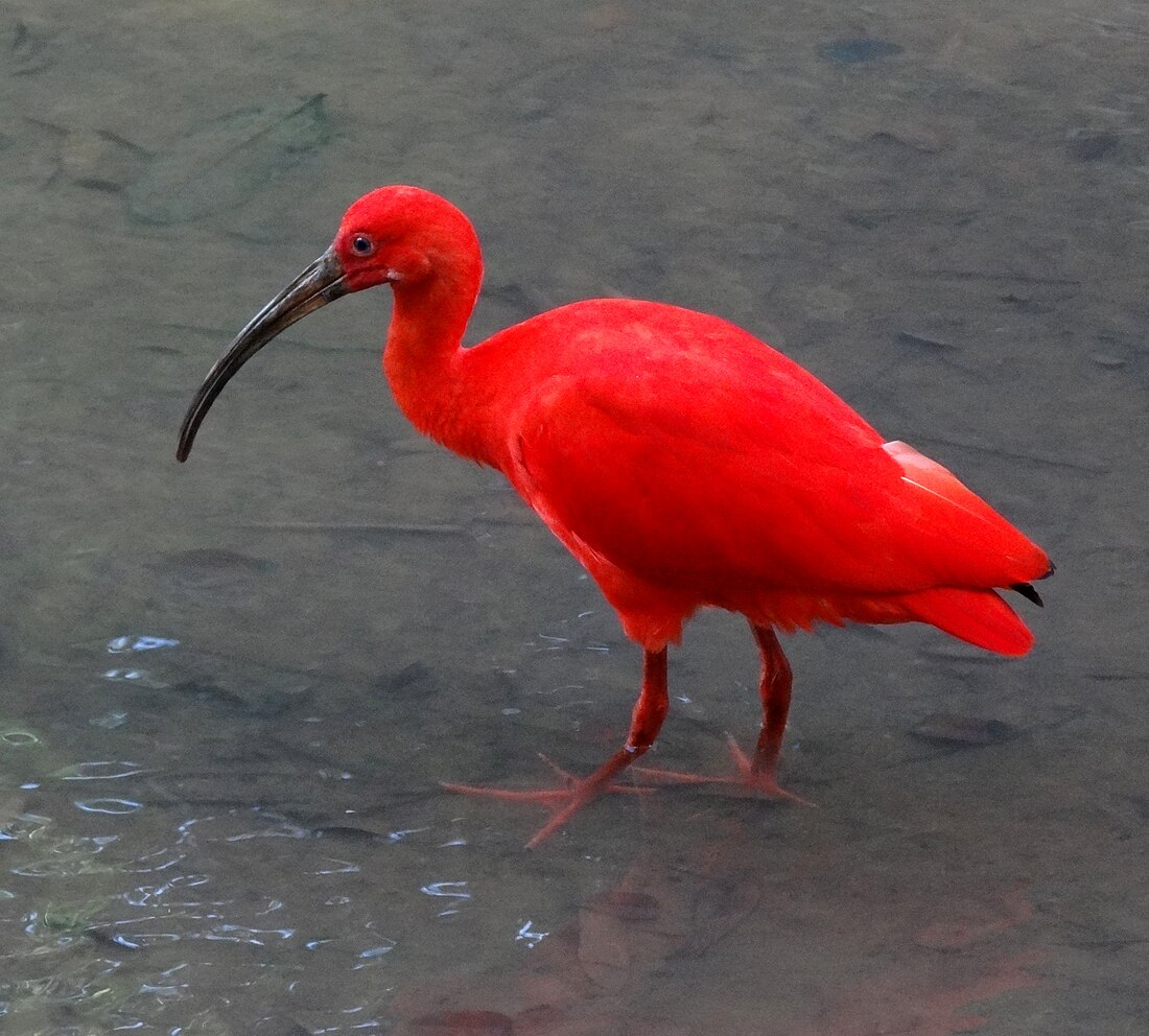 File:Eudocimus Ruber Wading KL.JPG