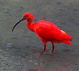 A living Eudocimus ibis Eudocimus Ruber Wading KL.JPG