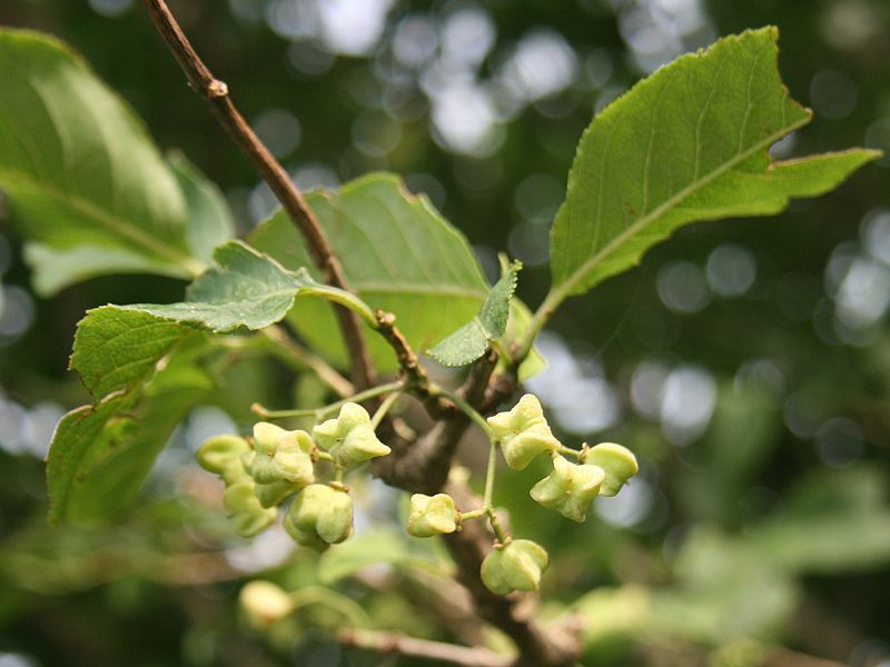 File:Euonymus hamiltonianus (young fruits).JPG