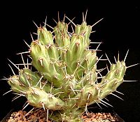 Euphorbia erigavensis